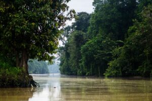 Kinabatangan River | Borneo Holidays | The Ultimate Travel Company