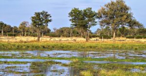 South Luangwa National Park | Luxury Zambia Holidays | The Ultimate Travel Company