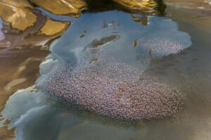 Shompole Wilderness, Shompole Conservancy | Kenya | flamingo | The Ultimate Travel Company