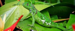 Simply Costa Rica | The Ultimate Travel Company