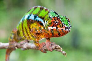 Panther Chameleon | Luxury Madagascar Holidays | The Ultimate Travel Company