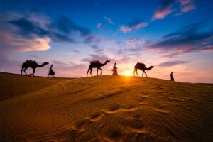 Camels in Rajasthan | India Holidays | The Ultimate Travel Company