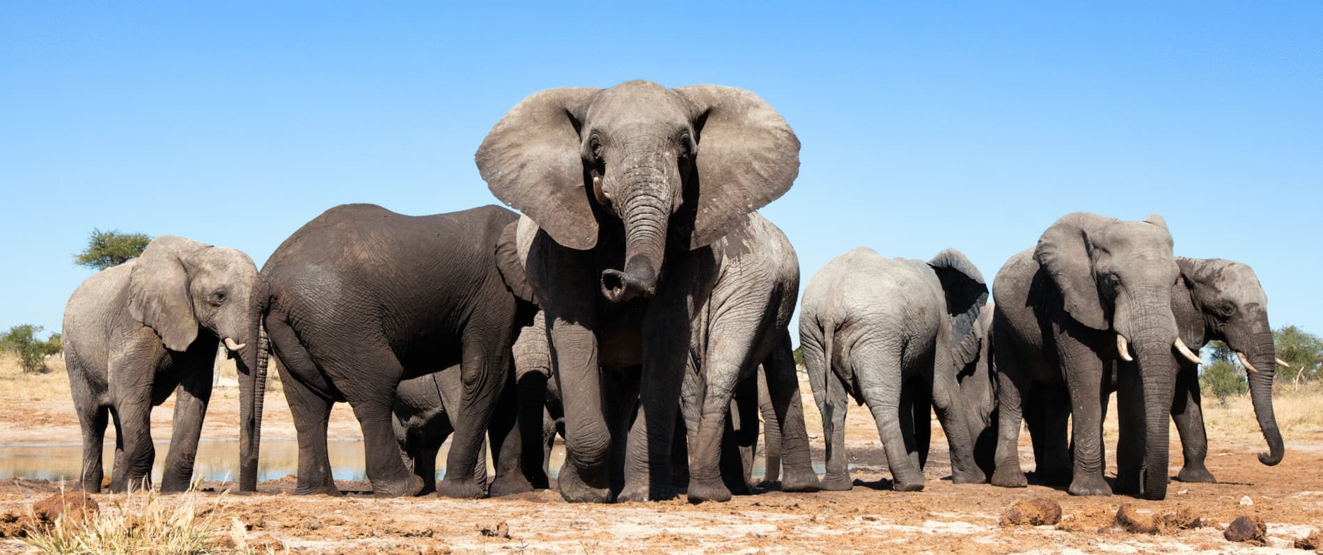 Elephant Herd | Luxury Zimbabwe Holidays | The Ultimate Travel Company
