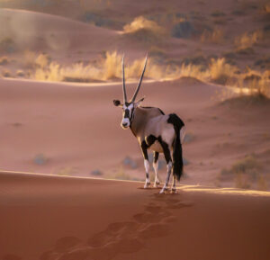 A Solitary Oryx on Top of a Sand Dune of Sossusvlei in the Namib Desert | Luxury Namibia Holidays | The Ultimate Travel Company