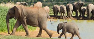 Elephants | Luxury South Africa Holidays | The Ultimate Travel Company