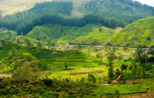 Tea Plantations | Sri Lanka Holidays | The Ultimate Travel Company