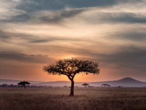 The Sun Setting Behind a Tree in the Serengeti | Luxury Tanzania Holidays | The Ultimate Travel Company