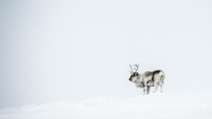 Svalbard Reindeer | Ultimate Travel Company