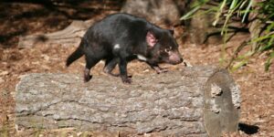Tasmanian Devil | Australia Holidays | The Ultimate Travel Company