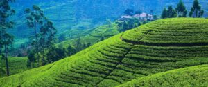 Tea Plantations in the Sri Lanka's Hill Country | Luxury Sri Lanka Holidays | The Ultimate Travel Company
