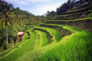 Terrace Rice Fields in Tagallalng Ubud | Indonesia Holidays | The Ultimate Travel Company