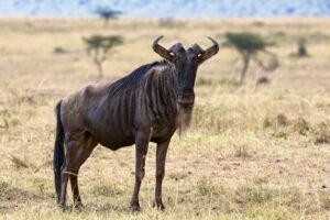 Blue Wildbeest Connochaetes Taurinus | Ultimate Travel Company