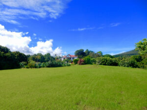 The Litchi Tree, Amber Mountain National Park | Ultimate Travel Co