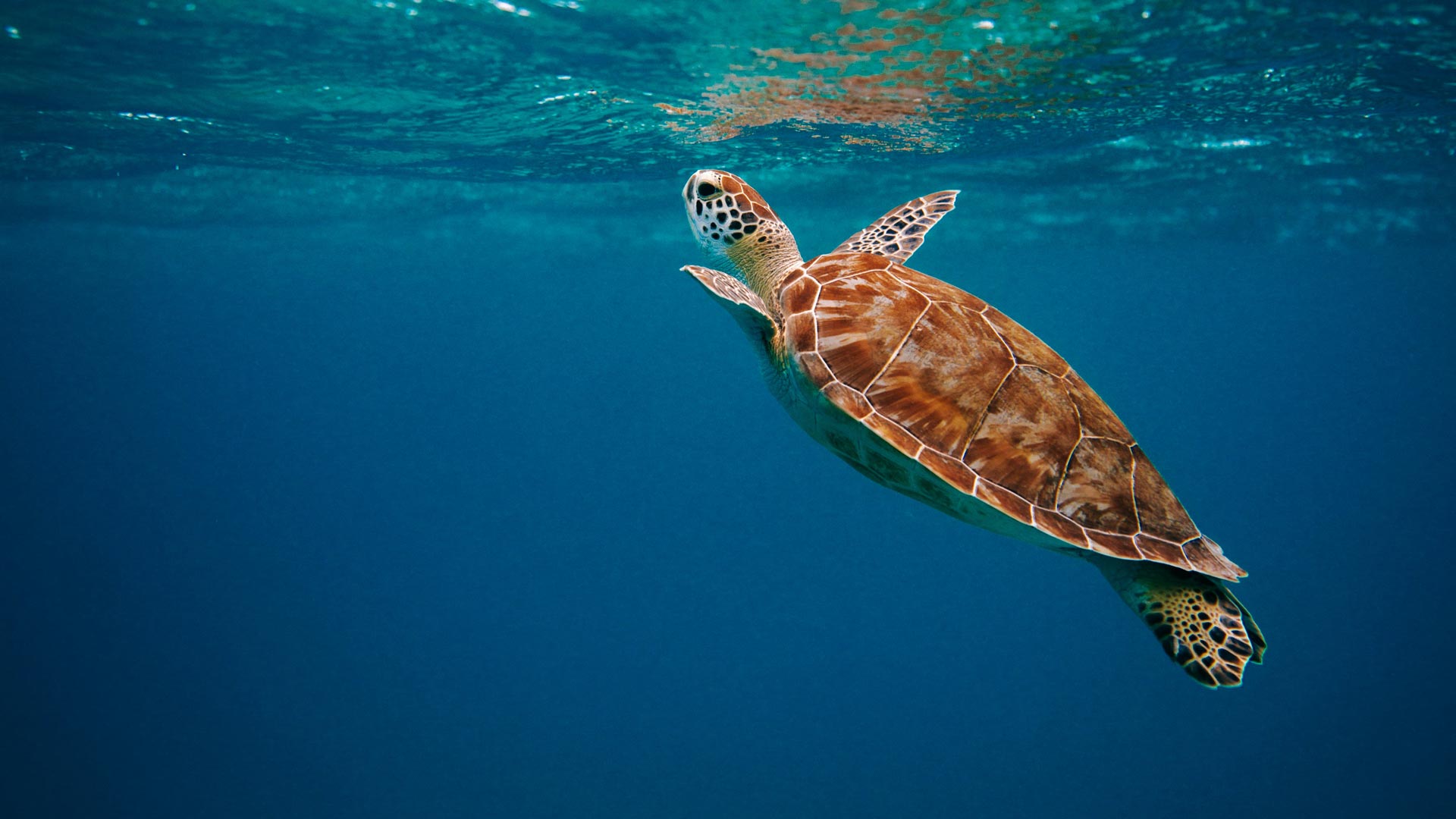 The Ultimate Travel Company | About