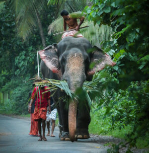 Elephant in Kerala, Southern India | India Holidays | The Ultimate Travel Company