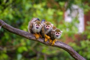 Three Monkeys on a Branch in Guyana | Luxury Guyana Holidays | The Ultimate Travel Company