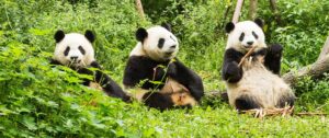 Three Panda Bears in China | China Holidays | The Ultimate Travel Company