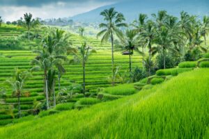 Palm Trees and Vibrant Green Landscapes of Ubud | Bali Holidays | The Ultimate Travel Company