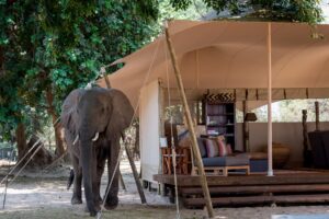 Elephant Near Safari Camp | Luxury Zimbabwe Holidays | The Ultimate Travel Company
