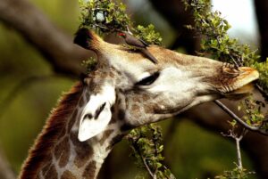 Giraffe | Luxury Botswana Safari Holidays | The Ultimate Travel Company