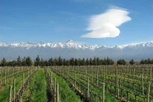Views at Trapiche Winery | Ultimate Travel Co
