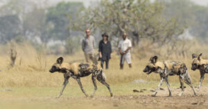 Shinde Footsteps | Botswana | Ultimate Travel Company