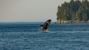 Whale in British Columbia | Luxury Canada Holidays | The Ultimate Travel Company