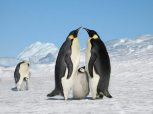 Rare Emperor Penguins | Antarctica Holidays and Antarctica Cruises | The Ultimate Travel Company