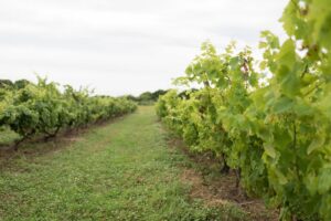 Winelands of Uruguay | The Ultimate Travel Company
