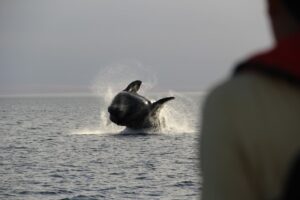 Wildlife | Ultimate Travel Company