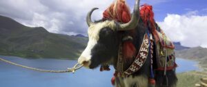 Yak by Lakes | Tibet | China Holidays | The Ultimate Travel Company