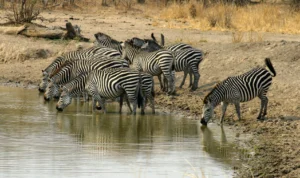 Zebras Drinking at Waterhole | Luxury Zambia Holidays | The Ultimate Travel Company