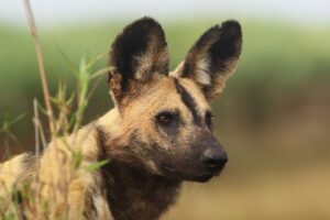 Wild Dog | Luxury Zimbabwe Holidays | The Ultimate Travel Company