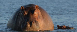 Hippo at Bahir Dar | Luxury Ethiopia Holidays | The Ultimate Travel Company