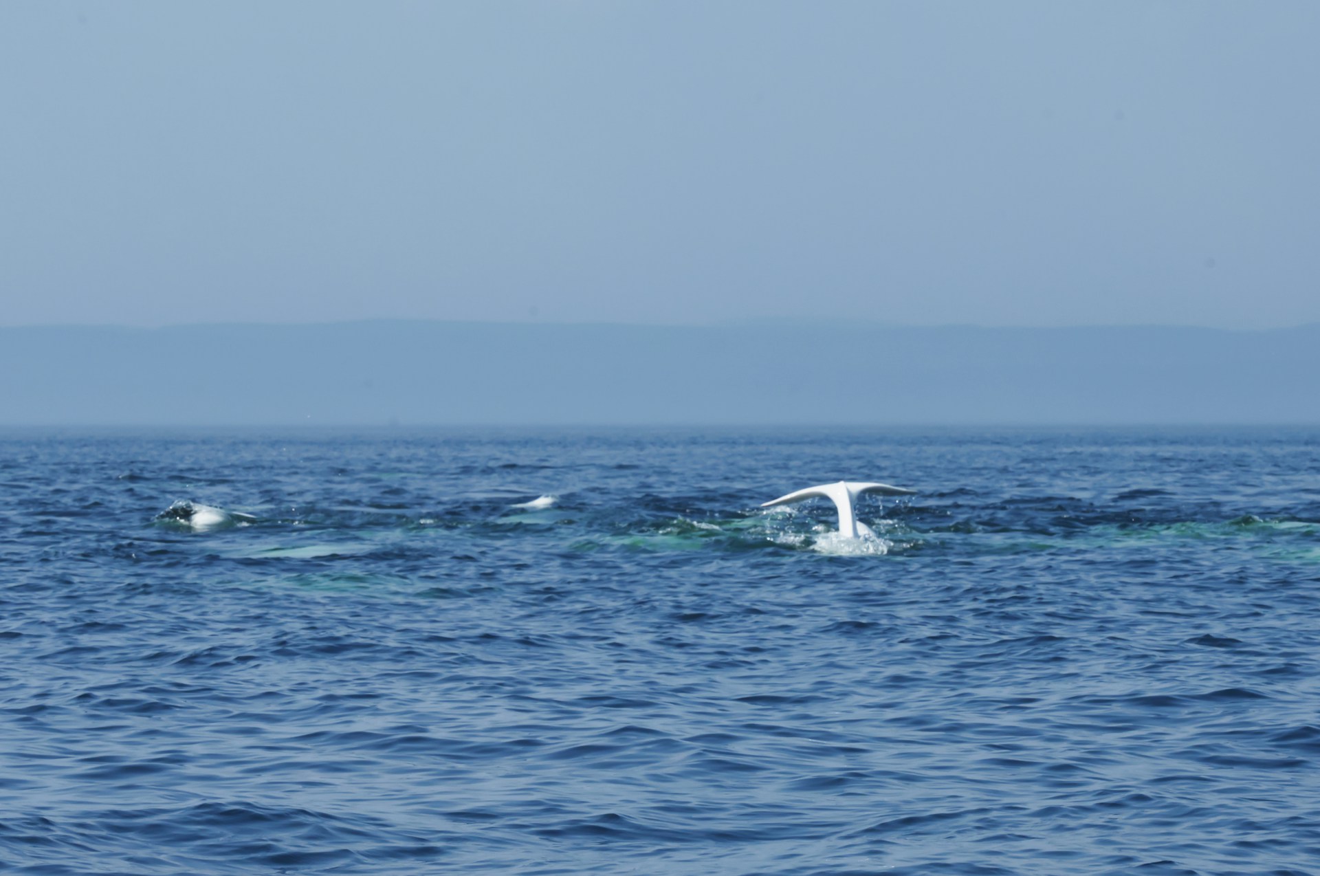 Beluga Whales | Ultimate Travel Company