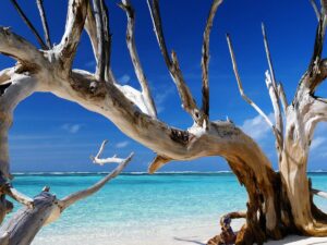 Bird Island, Seychelles | Indian Ocean | Ultimate Travel Company