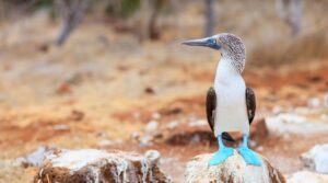 Blue-Footed Booby in the Galapagos Islands | Luxury Galapagos Holidays | The Ultimate Travel Company