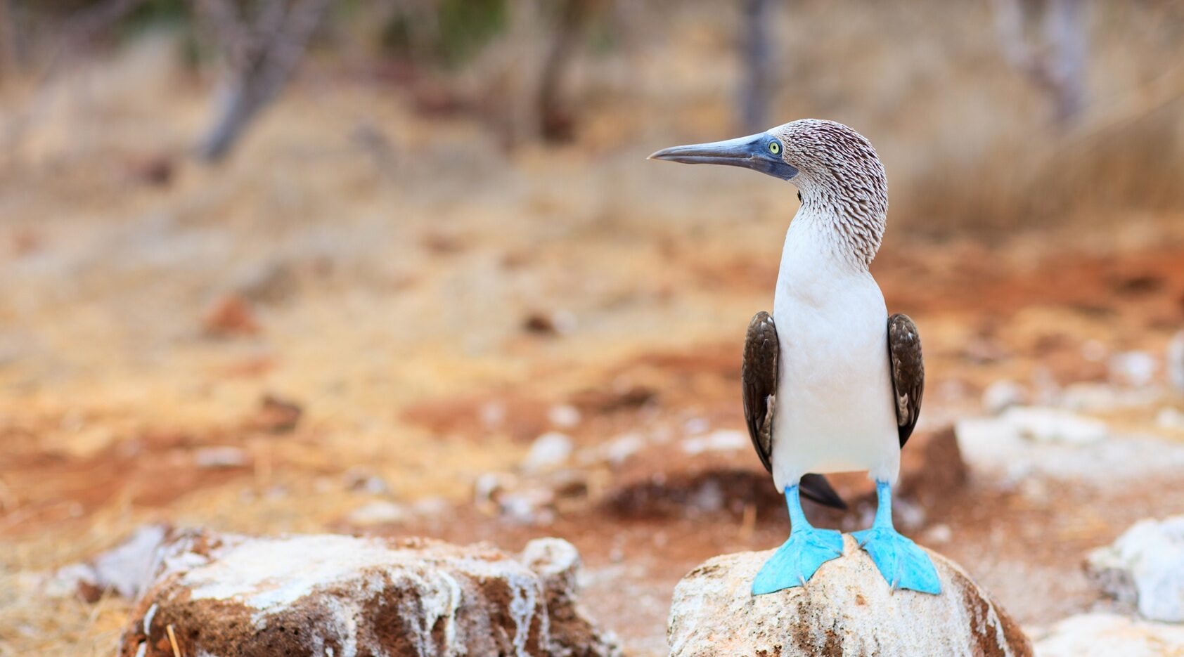 Blue-Footed Booby in the Galapagos Islands | Luxury Galapagos Holidays | The Ultimate Travel Company