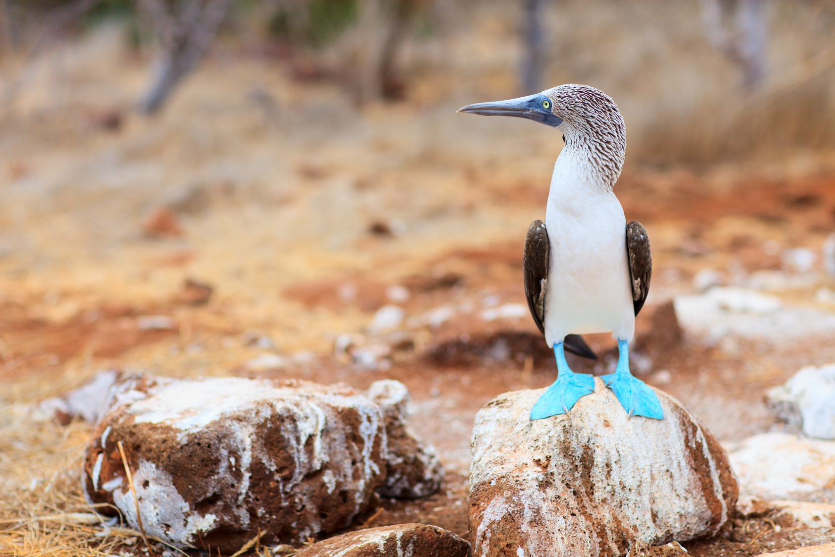 Blue-Footed Booby in the Galapagos Islands | Luxury Galapagos Holidays | The Ultimate Travel Company