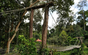 Wooden Walkways at Borneo Rainforest Lodge in Danum Valley | Borneo Holidays | The Ultimate Travel Company