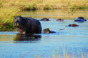 Hippos at Moremi Khwai River Lodge | Luxury Botswana Safaris | The Ultimate Travel Company