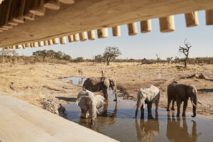 Elephants at Savute Elephant Lodge, Belmond Safaris | Luxury Botswana Safaris | The Ultimate Travel Company