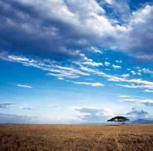 CHADA CAMP, KATAVI, TANZANIA | Africa | Blue sky with tree | The Ultimate Travel Company