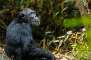A Chimpanzee in the Mahale Mountains | Luxury Tanzania Holidays | The Ultimate Travel Company
