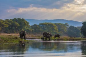 Elephant Herd on the River in the Lower Zambezi | Luxury Zambia Holidays | The Ultimate Travel Company