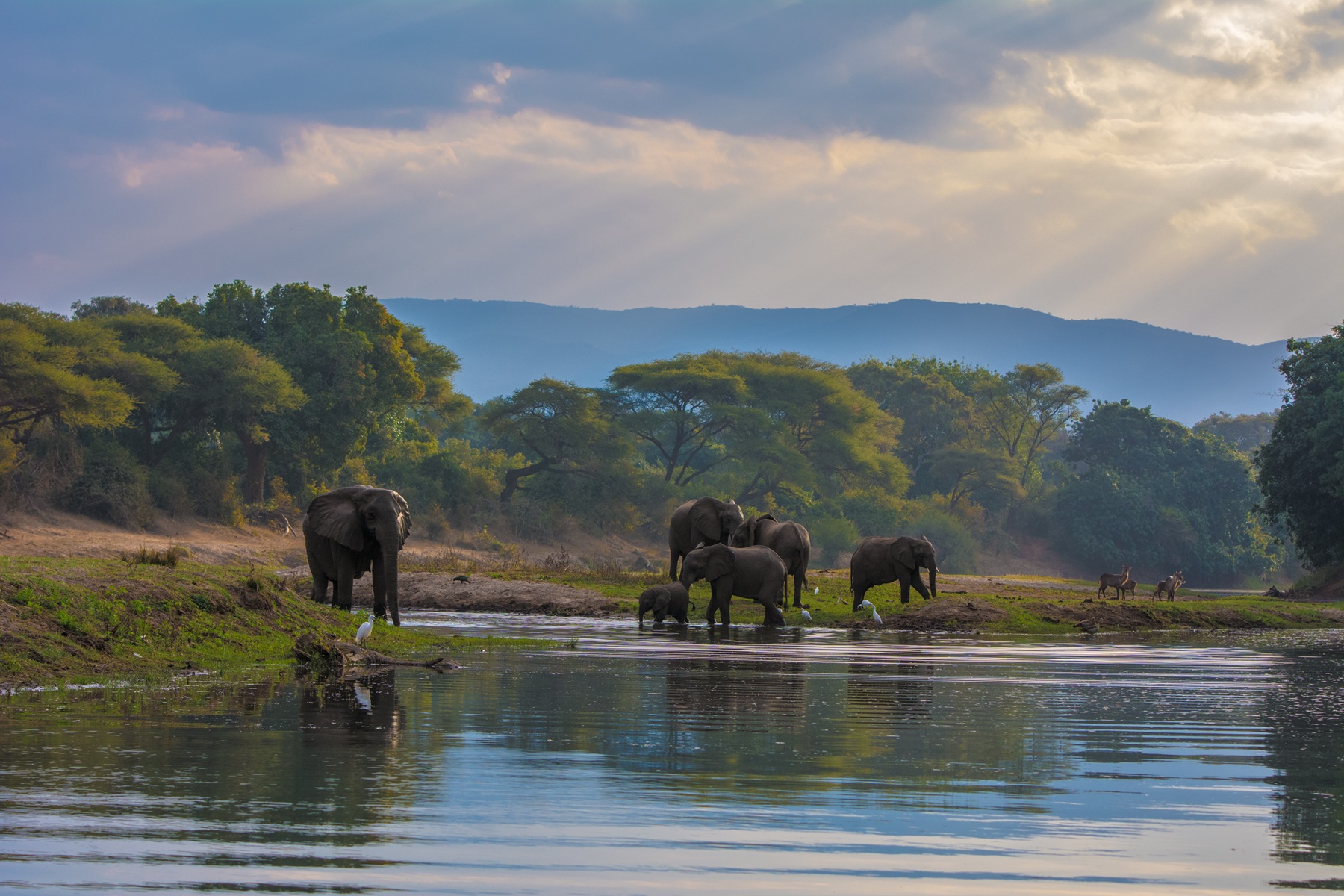 Elephant Herd on the River in the Lower Zambezi | Luxury Zambia Holidays | The Ultimate Travel Company
