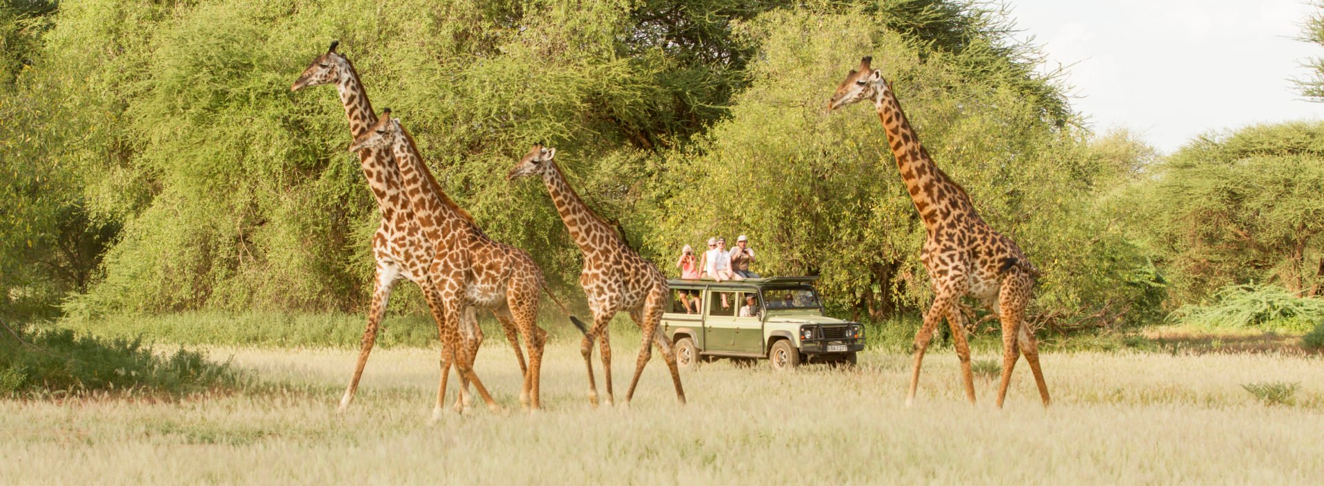 Giraffe Game Drive | Ultimate Travel Company