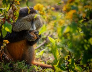A Golden Monkey Eating Leaves in Volcanoes National Park | Luxury Rwanda Holidays | The Ultimate Travel Company
