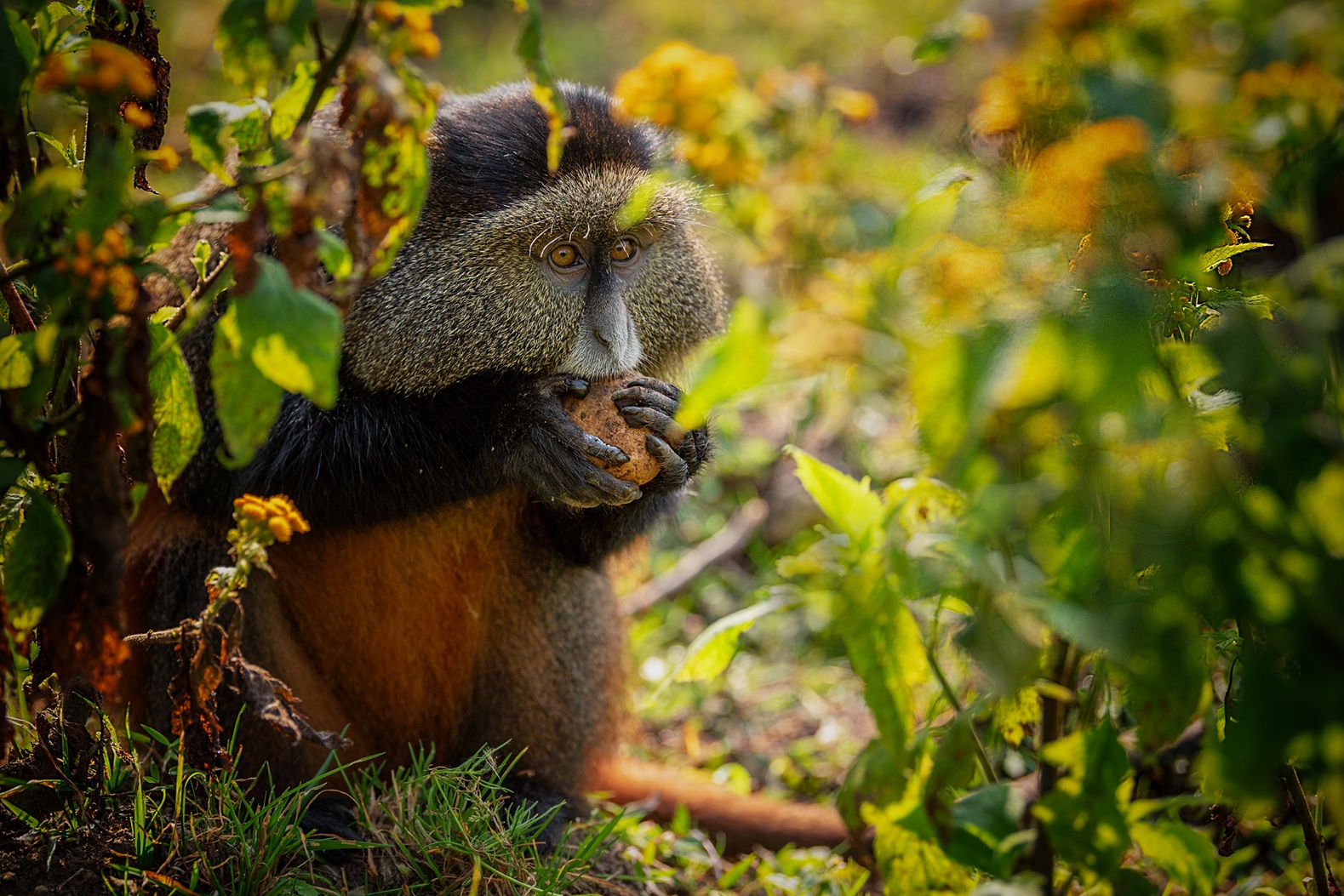 A Golden Monkey Eating Leaves in Volcanoes National Park | Luxury Rwanda Holidays | The Ultimate Travel Company