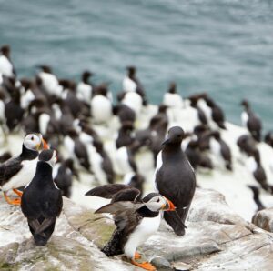 Guillemots | Luxury Arctic Holidays | The Ultimate Travel Company